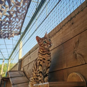 photo chat tigré sur parcours mural pension pour chats chez kisbee