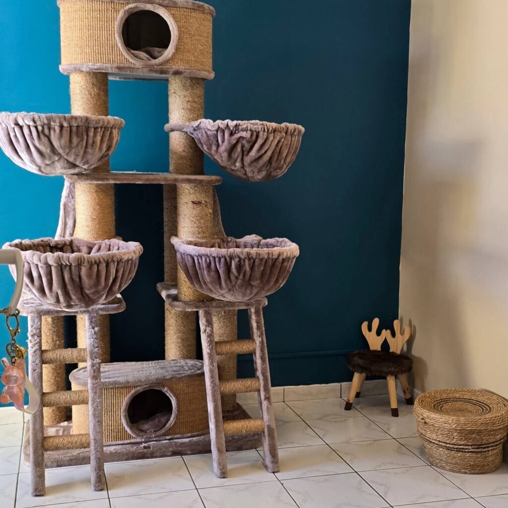 Photo Chambre Confort pension pour chats Chez Kisbee 974