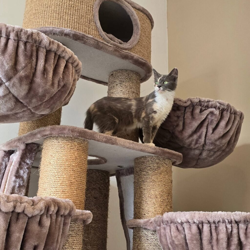 Photo Chambre Confort pension pour chats Chez Kisbee 974