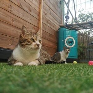 Photo chats allongés sur herbe Pension Chez Kisbee 974