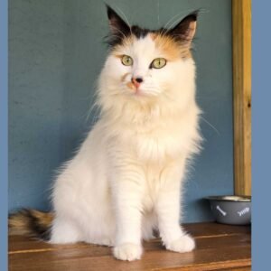 Photo chat tricolore assis Pension Chez Kisbee 974