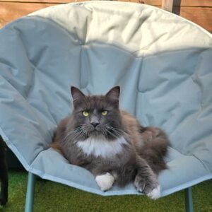 Photo chat gris Maine coon allongé sur fauteuil Pension Chez Kisbee 974