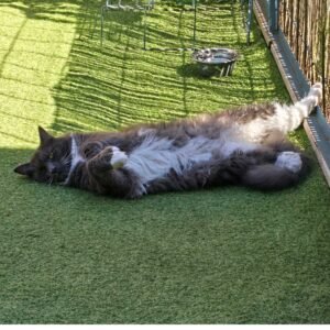 Photo chat gris Maine coon allongé sur herbe Pension Chez Kisbee 974