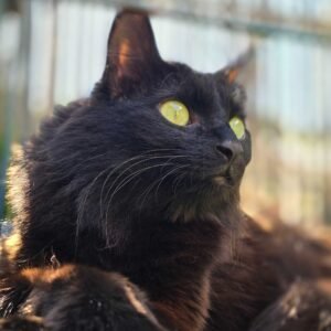 Photo chat noir allongé Pension Chez Kisbee 974