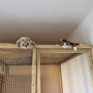 Photo chats gris et tigré allongés Pension Chez Kisbee 974