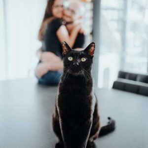 Photo chat noir assis Pension Chez Kisbee 974