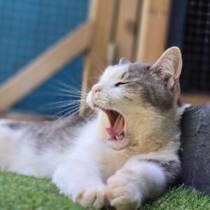 Photo chat qui baille Pension Chez Kisbee 974