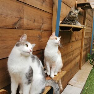 Photo 3 chats sur parcours mural Pension Chez Kisbee 974