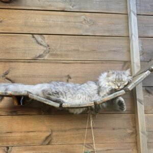 Photo chats allongés sur parcours mural Pension Chez Kisbee 974