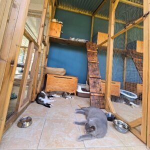 Photo chats allongés dans hébergement standard Pension Chez Kisbee 974