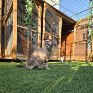 Photo chat assis sur herbe Pension Chez Kisbee 974