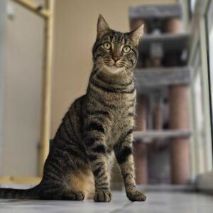 Photo chat tigré assis Pension Chez Kisbee 974