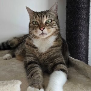 Photo chat tigré allongé sur arbre à chat Pension Chez Kisbee 974